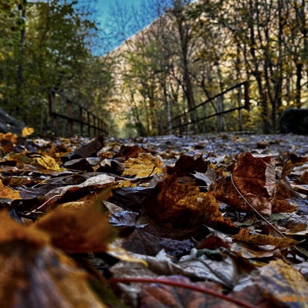 2024_11_17_Losone - Monti di Calascio - Losone