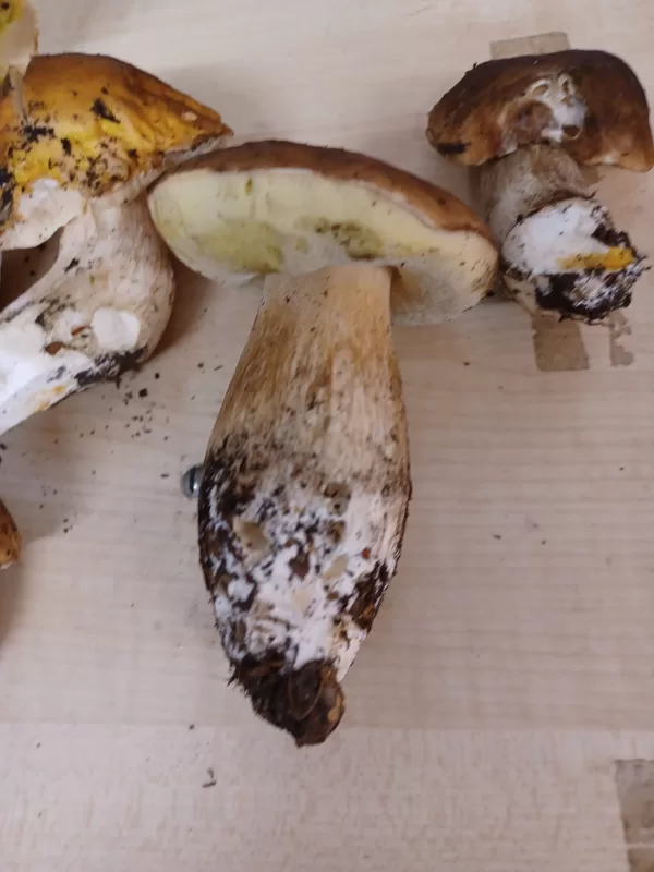 i fungiatt...