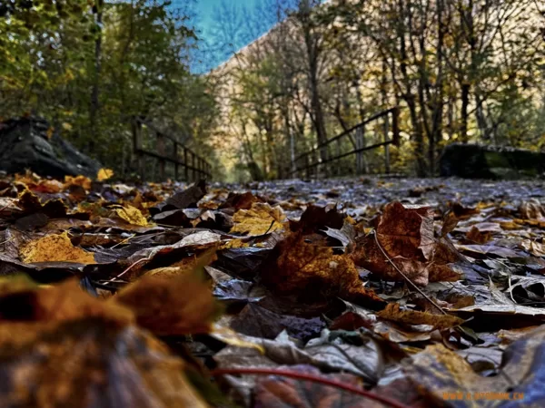 2024_11_17_Losone - Monti di Calascio - Losone